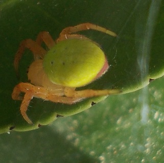 Araniella sp. - Benevento